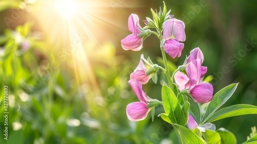  A tight shot of a pink bloom on a plant, sun illuminating the leaves behind and foreground's flowers, backdrop softly blurred