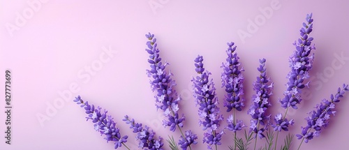 Minimalist depiction of a lavender flower frame with clean lines and subtle colors  emphasizing simplicity and elegance  Minimalist  Digital Art 8K   high-resolution  ultra HD up32K HD