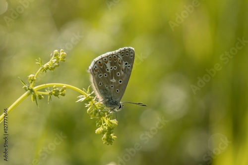 Modrásek bělopásný (Aricia eumedon) photo