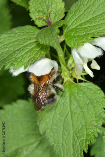 Hummeln, Ackerhummel, Bombus pascuorum photo