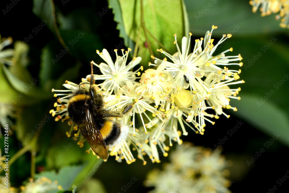 Hummeln, Erdhummel , Bombus terrestris Hummeln, Erdhummel , Bombus terrestris