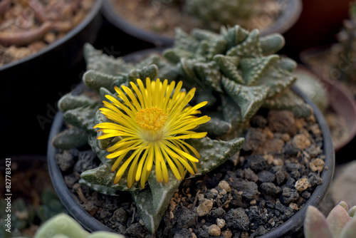 Flowering of the succulent Faucaria tuberculosa photo