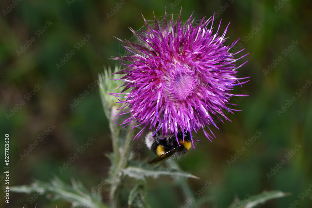 Hummeln, Erdhummel , Bombus terrestris Hummeln, Erdhummel , Bombus terrestris