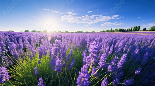 field of lavender in full bloom under a clear blue sky 