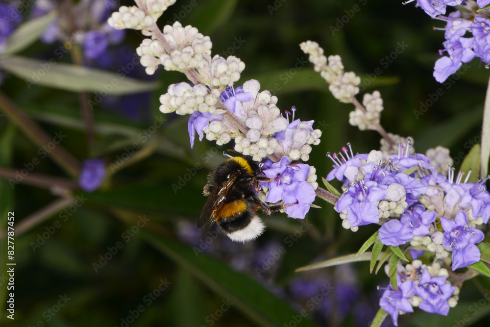 Hummeln, Erdhummel, Bombus spp., Helle Erdhummel, Bombus lucorum Hummeln, Erdhummel, Bombus spp., Helle Erdhummel, Bombus lucorum