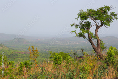 Tropical rainforest of guinea conakry National Park,