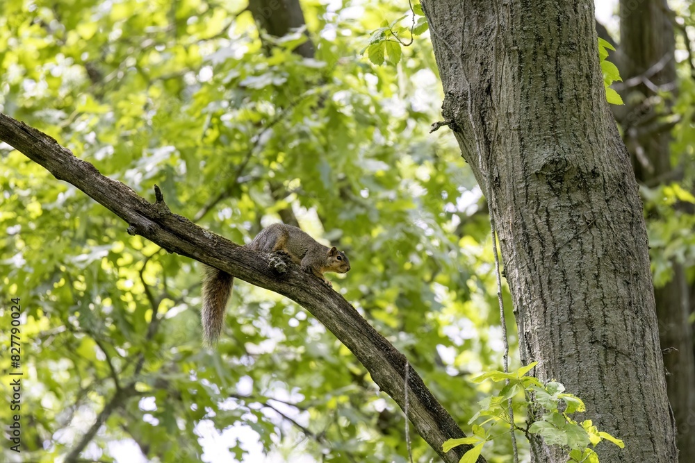 The fox squirrel (Sciurus niger), also known as the eastern fox squirrel or Bryant's fox squirrel . The fox squirrel (Sciurus niger), also known as the eastern fox squirrel or Bryant's fox squirrel .