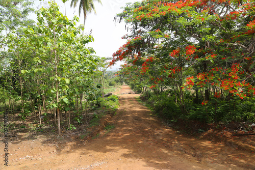 Tropical rainforest of guinea conakry National Park,