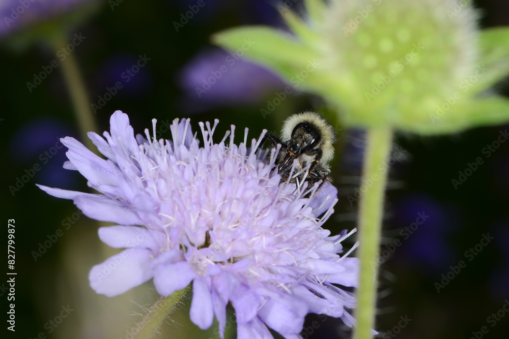 Fototapeta premium Hummeln, Waldhummel, Bombus sylvarum