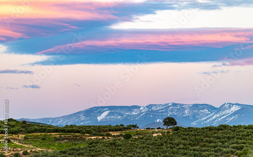 Landscape with a distant solitary oak tree among olive trees with snow-capped mountains in the background, at sunset