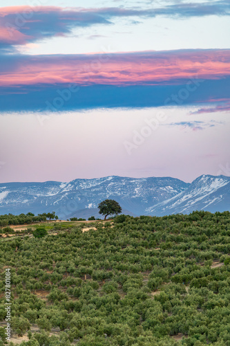 Vertical landscape with a distant solitary oak tree among olive trees with snow-capped mountains in the background, at sunset