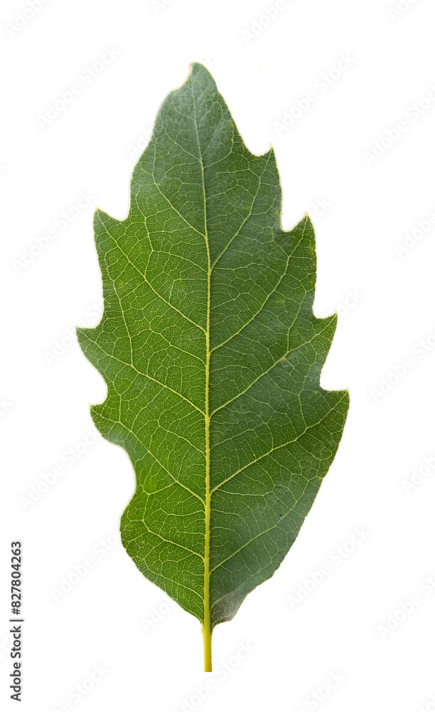 A fresh leaf of the pedunculate oak (Quercus robur) in May A fresh leaf of the pedunculate oak (Quercus robur) in May