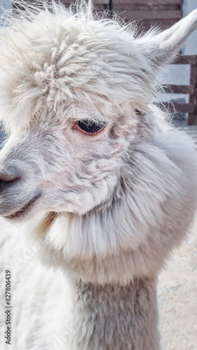 Close up front view portrait of one alpaca animal with long furry neck and big eye looking straight at camera of white colour standing outdoors known for its fiber used or making knitted items