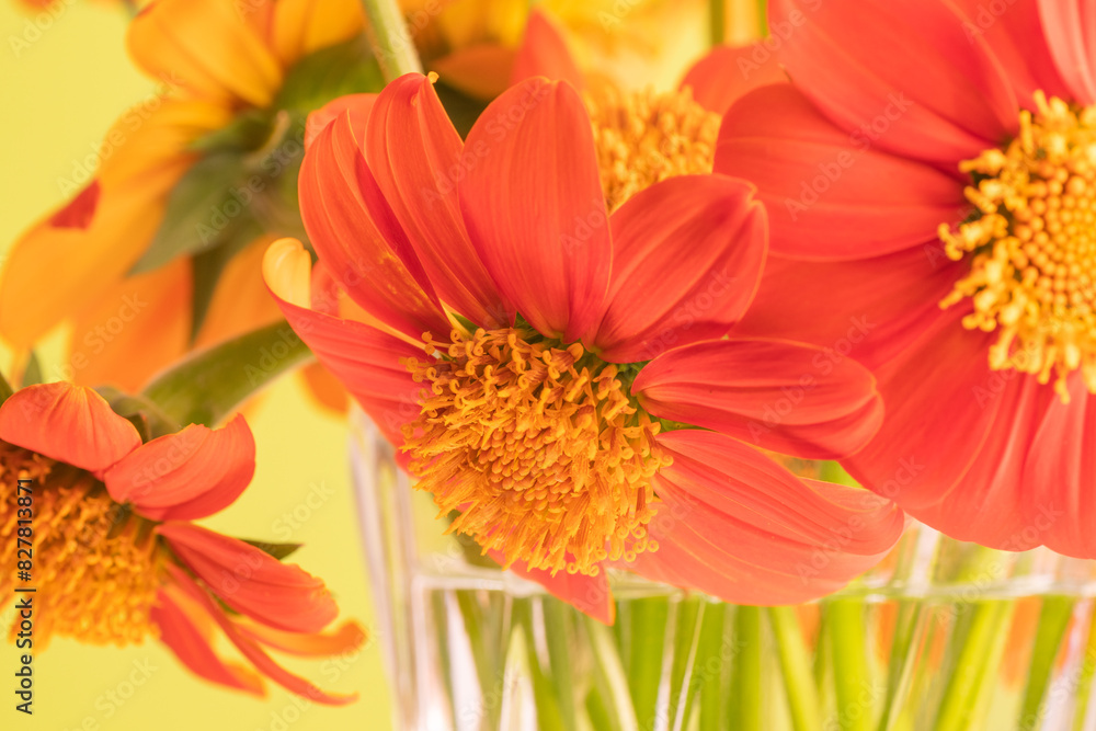 Fototapeta premium The vibrant, orange blooms of Mexican sunflower.