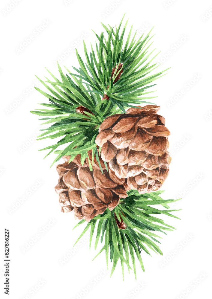 Green coniferous cedar branch with cones, Hand drawn watercolor illustration isolated on white background
Green coniferous cedar branch with cones, Hand drawn watercolor illustration isolated on white background