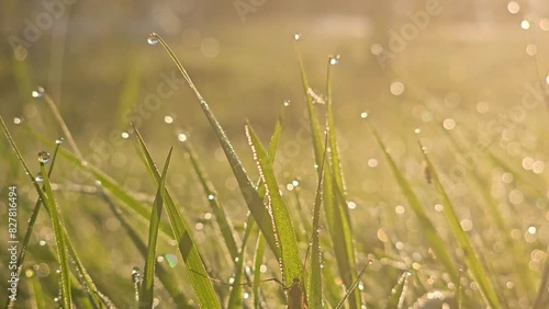 Morning dew on fresh green grass with sunlight. 4K video of morning grass covered with dew drops illuminated by the rising sun