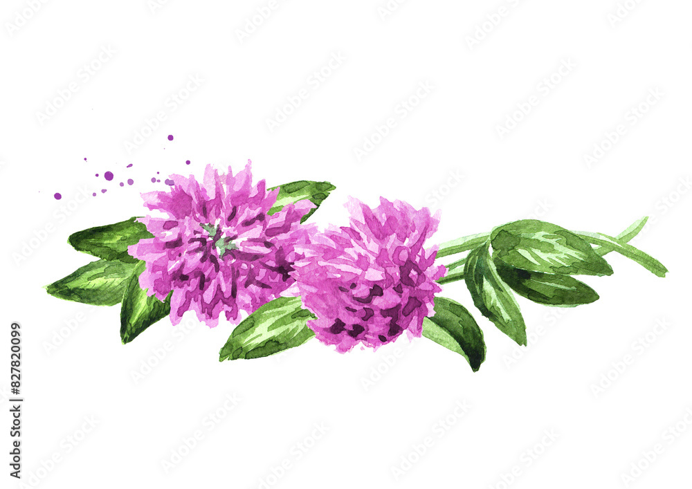 Red pink field clover plant, flowers and leaves, Hand drawn watercolor illustration isolated on white background Red pink field clover plant, flowers and leaves, Hand drawn watercolor illustration isolated on white background