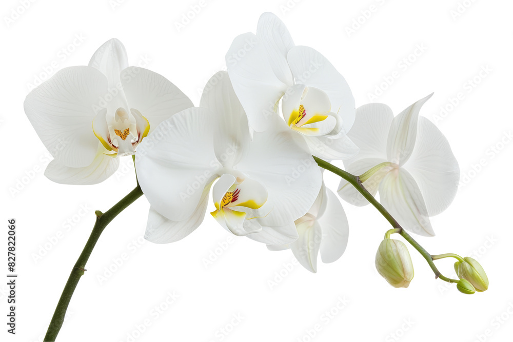 White Orchid Branch isolated on transparent background White Orchid Branch isolated on transparent background