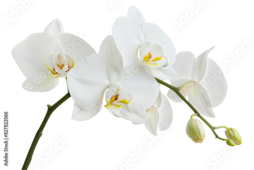 White Orchid Branch isolated on transparent background