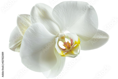 White Orchid Flower isolated on transparent background