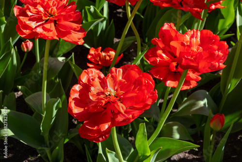 Red tulips in the garden on a flower bed