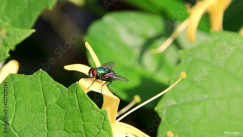 Fly on a Leaf