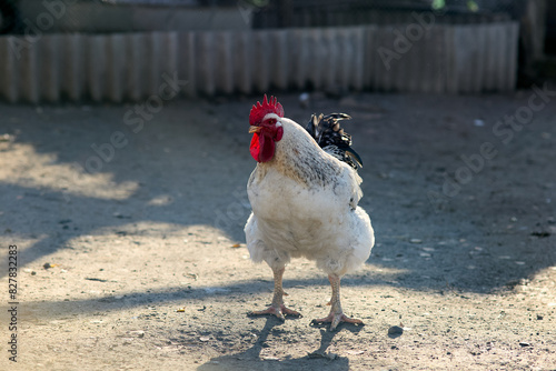 An angry white rooster walking in the chicken coop