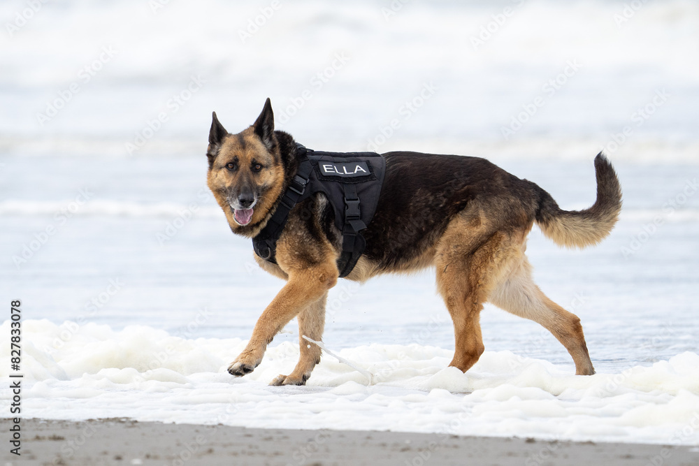 King german shepherd dog on the beach. King Shepherd
King german shepherd dog on the beach. King Shepherd