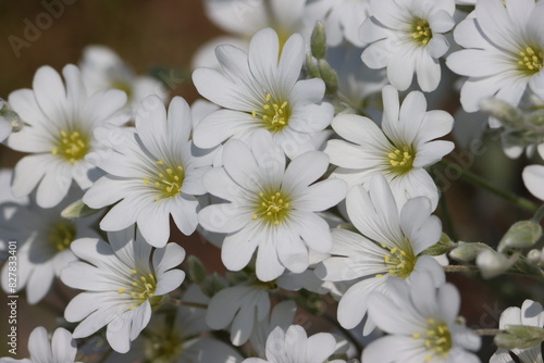 Sweden. Cerastium tomentosum (snow-in-summer) is an herbaceous flowering plant and a member of the family Caryophyllaceae.  photo