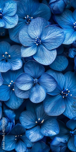 Cluster of Blue Flowers and Abundant Leaves