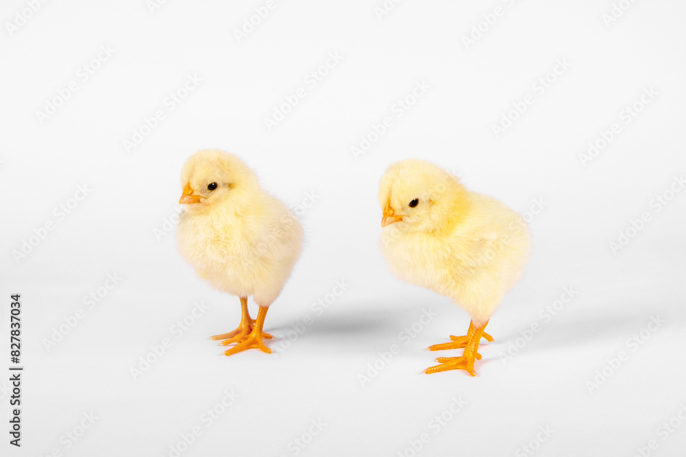 Two chicken yellow baby isolate on white background. Horizontal photo. Two chicken yellow baby isolate on white background. Horizontal photo.