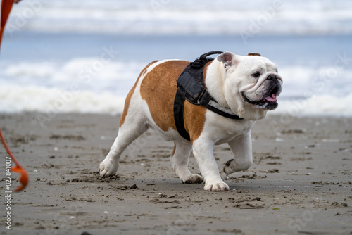 Fototapeta Naklejka Na Ścianę i Meble -  english bulldog on the beach