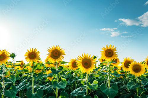 A vast field of sunflowers under a bright blue sky  their golden heads all turned toward the sun  with ample copy space on the right.