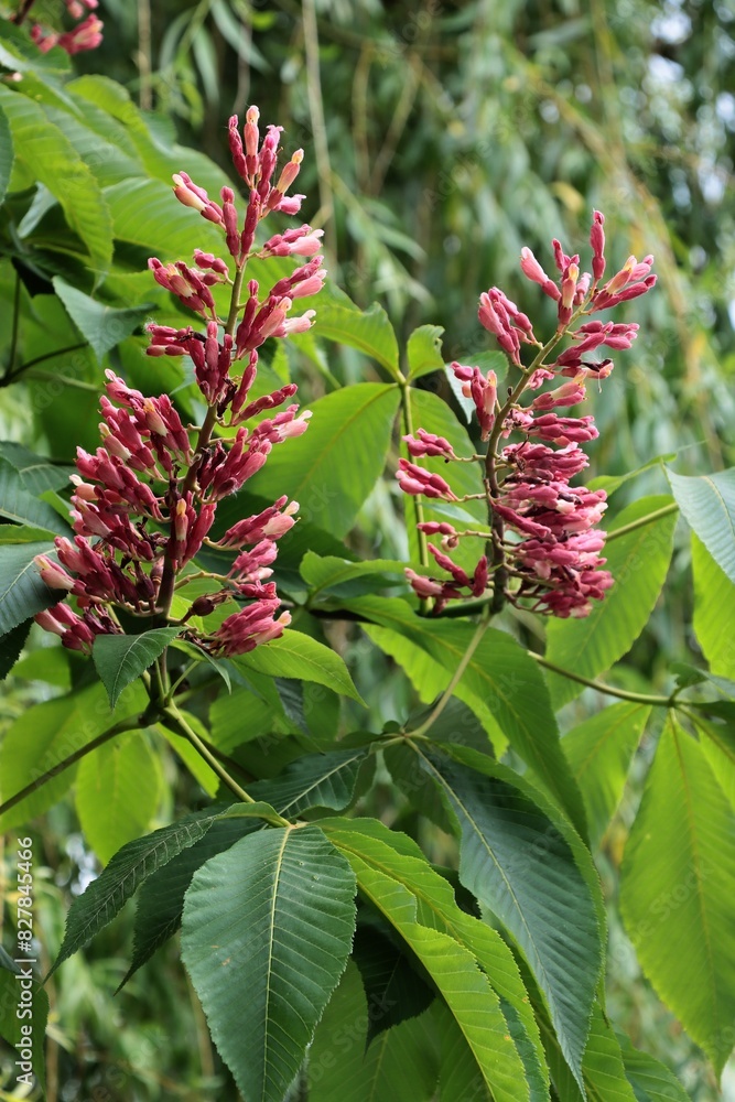 chestnut tree with red flowers at spring in park chestnut tree with red flowers at spring in park