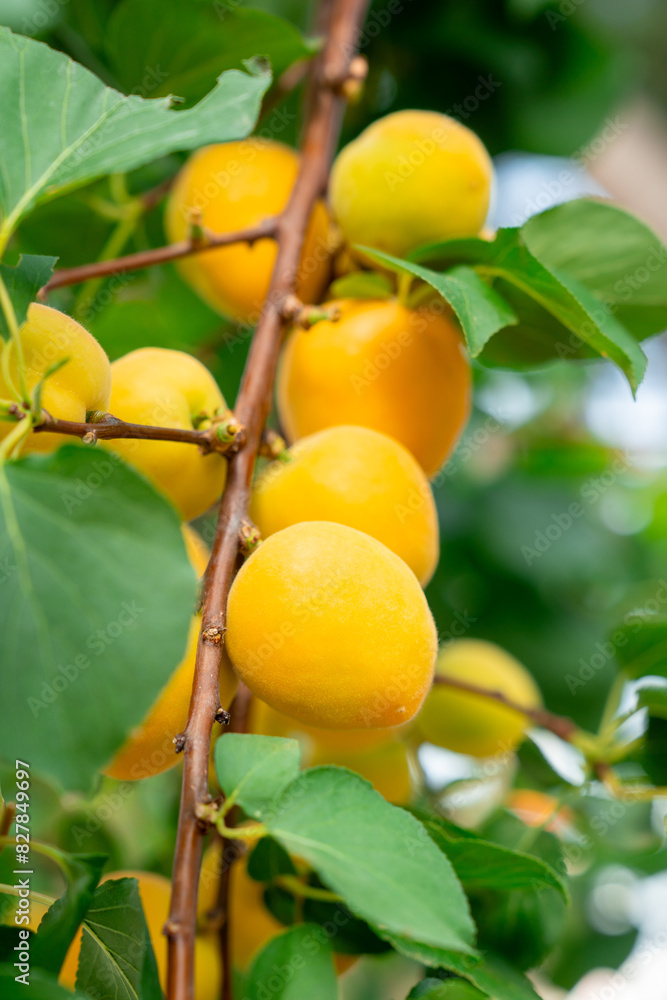 Apricot fruits on an apricot tree in spring Apricot fruits on an apricot tree in spring