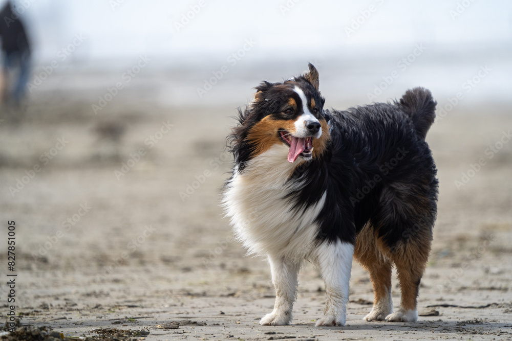 bernese mountain dog on the beach