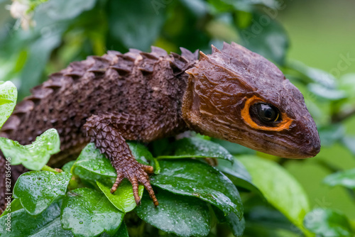 Red-eyed Crocodile Skink in rainforest