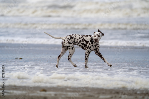Dalmation dog at the beach enjoying the sun, playing in the sand at summertime