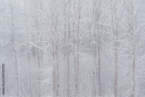 Frozen Trees in a Serene Winter Scene