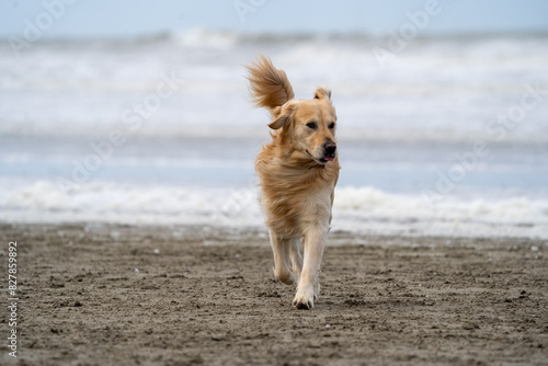 golden retriever on the beach  © LDC