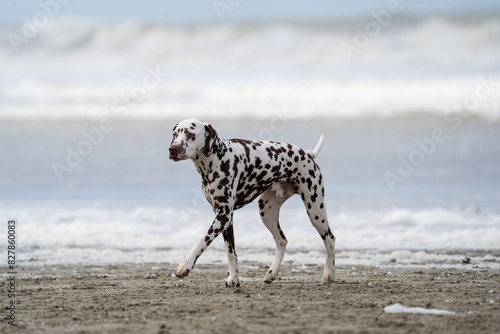 Dalmation dog at the beach enjoying the sun  playing in the sand at summertime