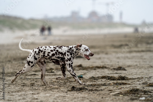 Dalmation dog at the beach enjoying the sun  playing in the sand at summertime