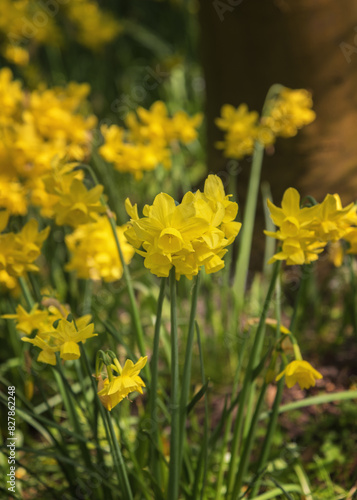 Yellow Narcissus in the Netherlands. Flowers for gardens, parks