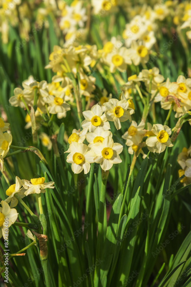 Narcissus in the Netherlands. Spring landscape. Vertical photo