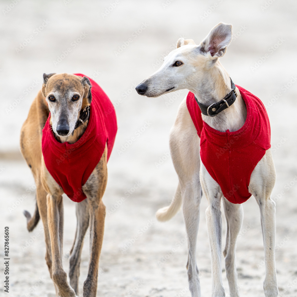 The English Greyhound, or simply the Greyhound dog, at the beach enjoying the sun, playing in the sand at summertime wearing a coat The English Greyhound, or simply the Greyhound dog, at the beach enjoying the sun, playing in the sand at summertime wearing a coat