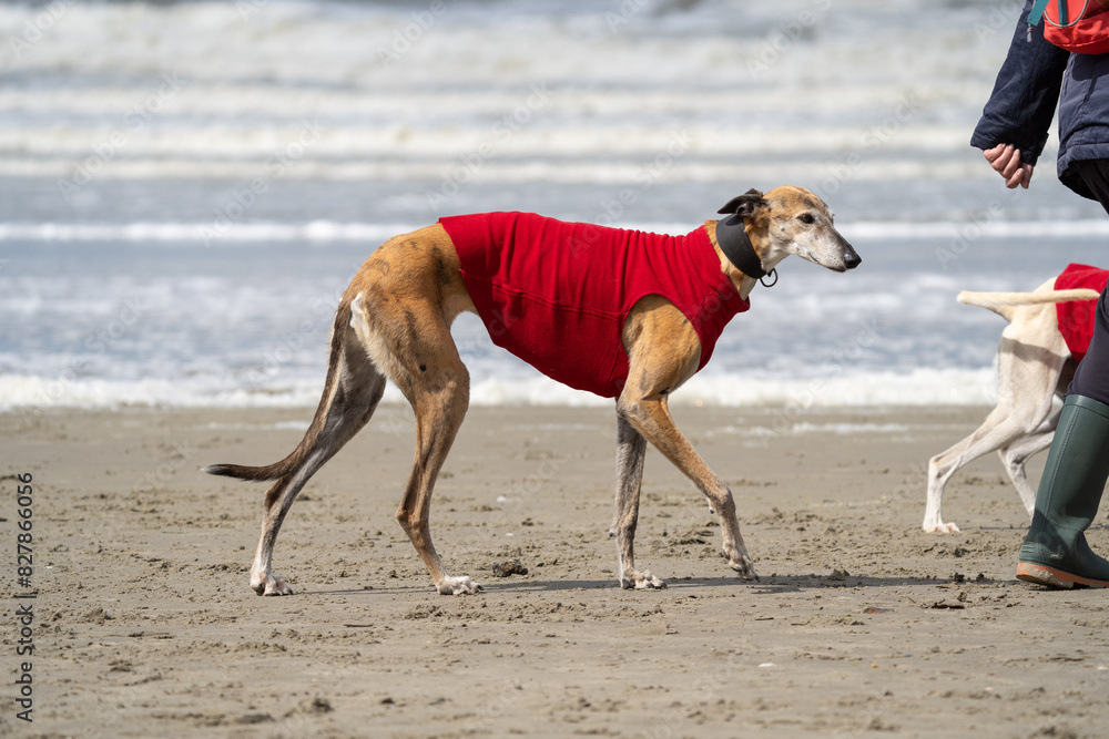 The English Greyhound, or simply the Greyhound dog,  at the beach enjoying the sun, playing in the sand at summertime wearing a coat