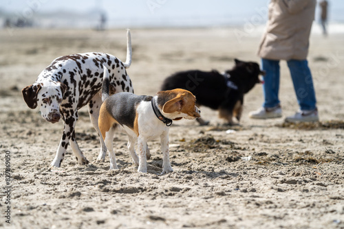 dog on the beach having fun