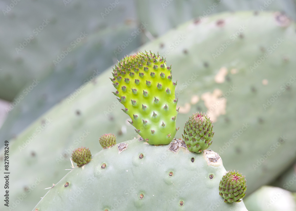 Close up of one Prickly Pear cactus growing new plant pad growth, covered in ants. Close up of one Prickly Pear cactus growing new plant pad growth, covered in ants.
