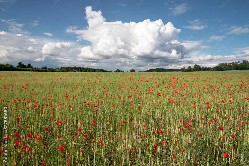 Field of bright red corn poppy flowers in spring