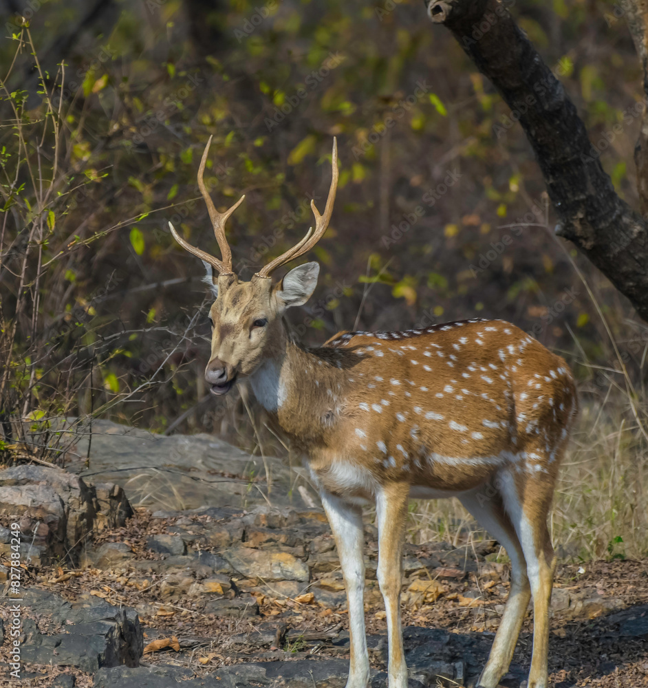 Chital also known as spotted deer in Ranthambore tiger reserve Chital also known as spotted deer in Ranthambore tiger reserve